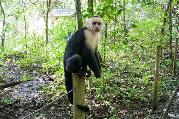 Mono en un sendero del parque nacional Manuel Antonio en Costa Rica