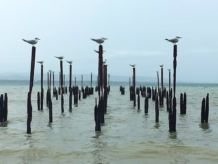 Qué ver en Puerto Viejo (Costa Rica) Guía 2025 12 Parque Nacional Cahuita, flora y fauna en Costa Rica, Puerto Viejo