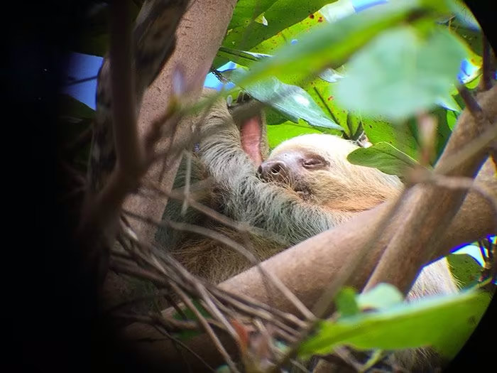 Qué hacer en Manuel Antonio, qué ver en Manuel Antonio, Parque nacional Manuel Antonio qué ver, Manuel Antonio Costa Rica guía, qué ver en Costa Rica, precio Parque nacional Manuel Antonio, cómo llegar a Manuel Antonio, mejores playas de costa rica, mejores playas de Manuel Antonio, excursiones Manuel Antonio, ver perezosos en Manuel Antonio, ver monos en Manuel Antonio, mejor época Manuel Antonio, cuántos días se necesitan en Manuel Antonio, hoteles Manuel Antonio, Costa Rica, Centroamérica, 