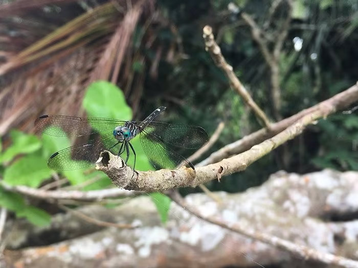 Qué ver en Puerto Viejo (Costa Rica) Guía 2025 14 qué ver en Puerto Viejo, mejores playas Puerto Viejo, Parque Cahuita cómo visitar, dónde ver perezosos Puerto Viejo, playas Punta Uva Cocles Chiquita, cómo llegar a Puerto Viejo, tours Cahuita, tours Jaguar Rescue, excursión rafting Pacuare, alquiler de bicis en Puerto Viejo, alojamiento Puerto Viejo, cómo cruzar frontera desde Panamá, qué ver en Puerto Viejo en 2 días, mejores playas cerca de Puerto Viejo Costa Rica, ver perezosos en Puerto Viejo sin entrar al parque, ruta por Costa Rica, Costa Rica en 2 semanas, Parque Nacional Cahuita