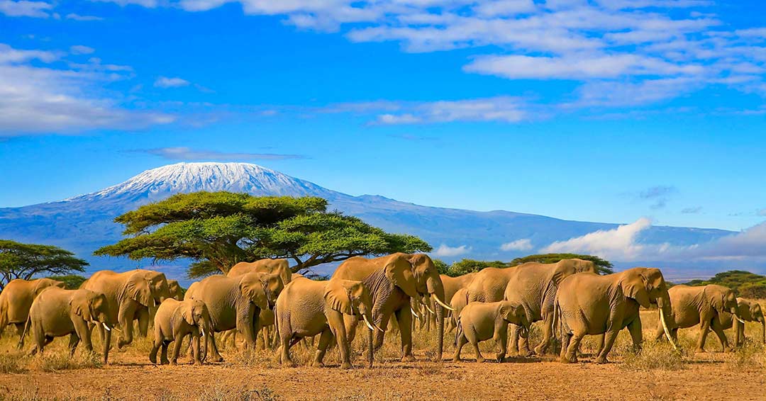 OK_kenia-africa-elefantes-shutter África: guía de viaje para visitar los rincones del continente