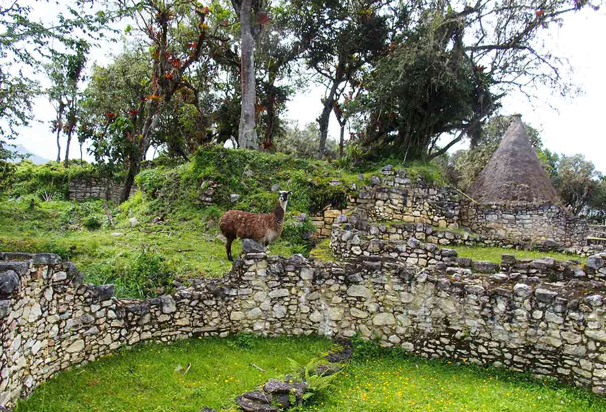 Guía para elegir el mejor seguro de viaje para Perú en 2026 (y no palmar pasta) 8 Una llama en la fortaleza de Kuelap, Perú, Guía para elegir el mejor seguro de viaje para Perú en 2026 (y no palmar pasta)