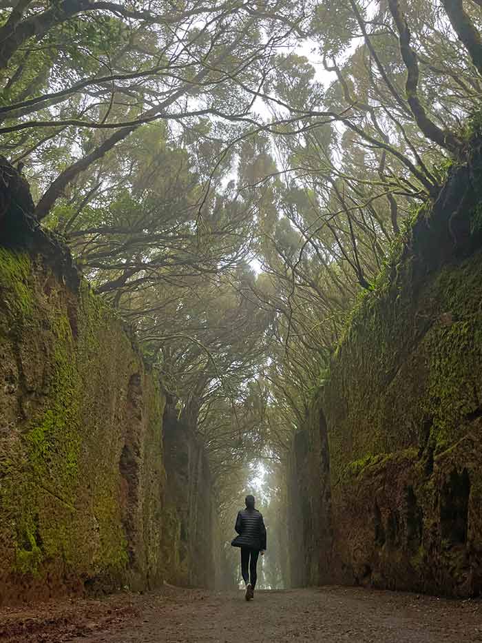 Guía para descubrir Tenerife norte: itinerario, consejos e imprescindibles 9 Tenerife norte, qué ver en Tenerife norte, qué hacer en el norte de Tenerife, visitar el Teide, senderismo Los Roques, parque Anaga, parque rural anaga, bosque lauirislva, islas canarias, mejor isla canaria, qué isla canaria es mejor, ruta Tenerife norte, itinerario Tenerife norte, La Laguna, Santa Cruz de Tenerife, qué ver en Garachico, Icod de los Vinos, ver drago milenario en Tenerife, psicinas naturales de Garachico, qué ver en La Laguna Tenerife, camino viejo pico del inglés