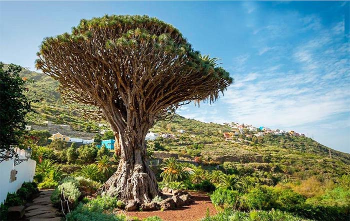 Guía para descubrir Tenerife norte: itinerario, consejos e imprescindibles 6 Tenerife norte, qué ver en Tenerife norte, qué hacer en el norte de Tenerife, visitar el Teide, senderismo Los Roques, parque Anaga, parque rural anaga, bosque lauirislva, islas canarias, mejor isla canaria, qué isla canaria es mejor, ruta Tenerife norte, itinerario Tenerife norte, La Laguna, Santa Cruz de Tenerife, qué ver en Garachico, Icod de los Vinos, ver drago milenario en Tenerife, psicinas naturales de Garachico, qué ver en La Laguna Tenerife,