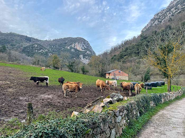 Taller de pan casero en Teverga, taller de pan casero Asturias, experiencias rurales en Asturias, Senda del oso Asturias, Qué ver en Teverga, Teverga Asturias, qué ver en Asturias, zonas bonitas de Asturias, pueblos bonitos en Asturias, pueblos de Teverga, como hacer la senda del oso, Senda del Oso en bici, Escapada de naturaleza en Asturias, Dónde comer en Teverga, Alojamiento rural con jacuzzi Asturias, alojamientos rurales en Asturias, rutas de senderismo en Teverga, zonas para hacer senderismo en Asturias, gastronomía asturiana, casa manolo Teverga